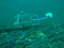 Stereo BRUV prototype deployed at the Tsitsikamma Marine Protected Area Stereo BRUVS in action at Rheeders Reef P2277038.JPG