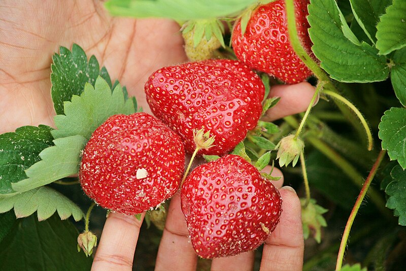 File:Strawberry Picking.jpg