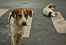 Street dog - Wikipedia