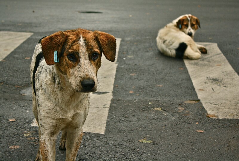 File:Stray dogs crosswalk.jpg