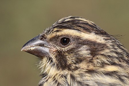 Streaky seedeater (Crithagra striolatus striolatus) in Ethiopia