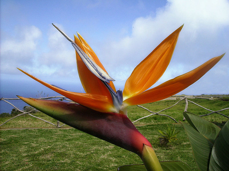 File:Strelitzia reginae 2.JPG