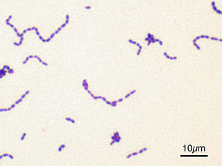 Streptococcaceae Family of bacteria