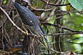 * Nomination Striated Heron (Butorides striatus). Brisbane, Australia --Bald white guy 07:12, 14 February 2021 (UTC) * Promotion Good quality. What did it catch?  Comment Thanks. Small aquatic insects skimming the water surface, plus tiny fish (in another shot) --Bald white guy 08:16, 15 February 2021 (UTC)