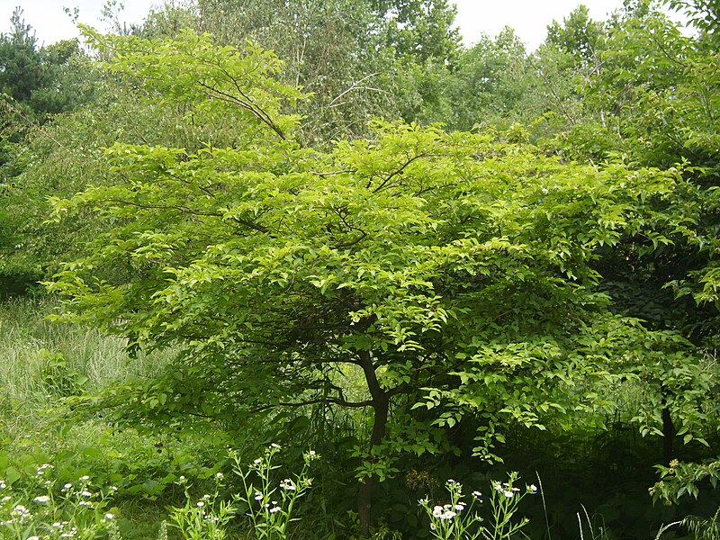 File:Styrax japonicus.JPG