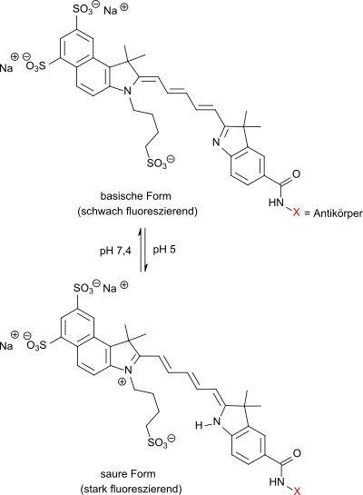 Sulfobutylierter Cyaninfarbstoff als Fluoreszenzmarker