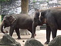 Elephas maximus sumatranus