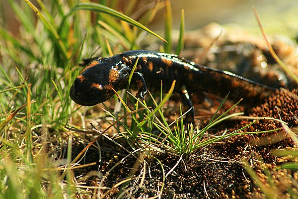 A fire salamander in the laguna de los Pájaros [es]