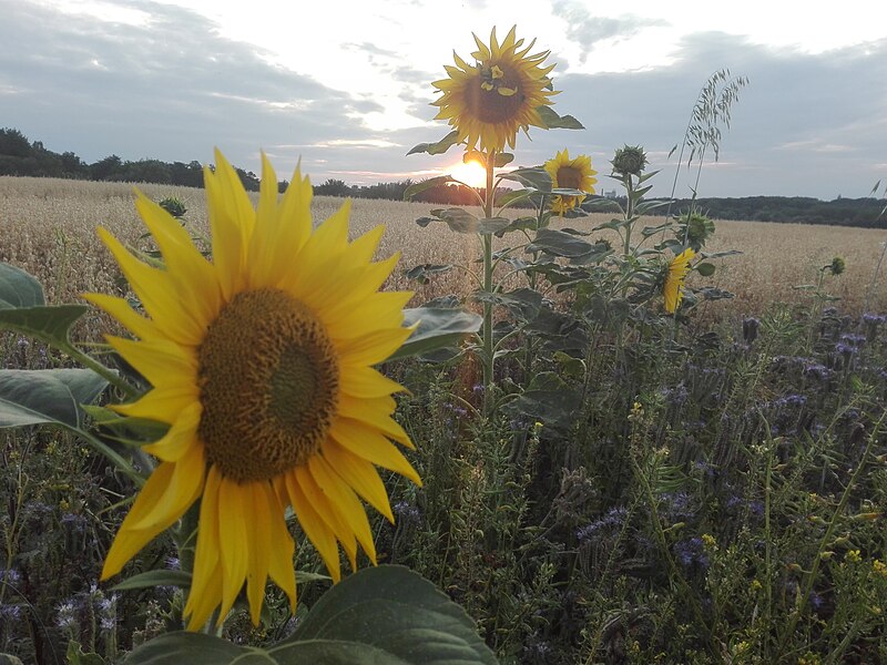 File:Sunflower Dortmund 49.jpg