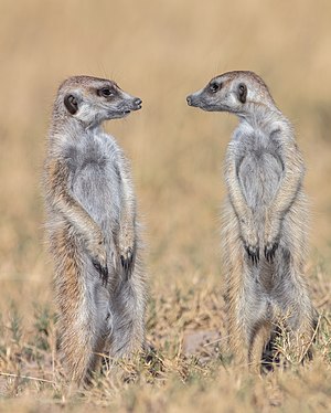 Meerkats (Suricata suricatta), Makgadikgadi Pans National Park, Botswana.