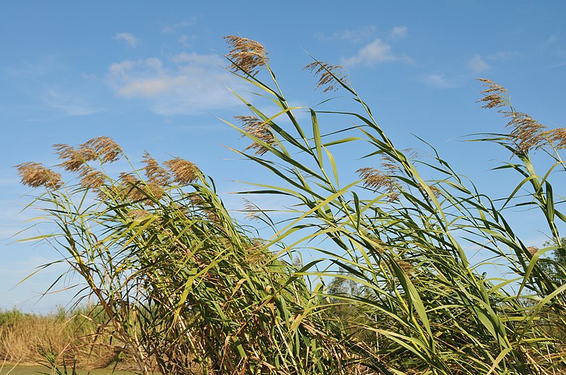 File:Swamp Marsh (3082480691).jpg