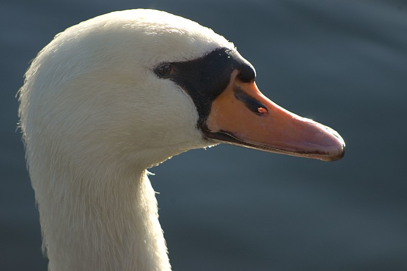 File:Swan Portrait.jpg