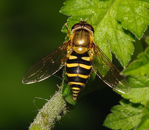 Мухи журчалки виды. Syrphus ribesii. Муха журчалка пчеловидка. Сирф полулунный. Syrphus vitripennis.