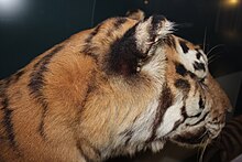 Example of fur on a tiger specimen Taxidermied tiger head, Natural History Museum, Berlin, Germany - 20101107.jpg