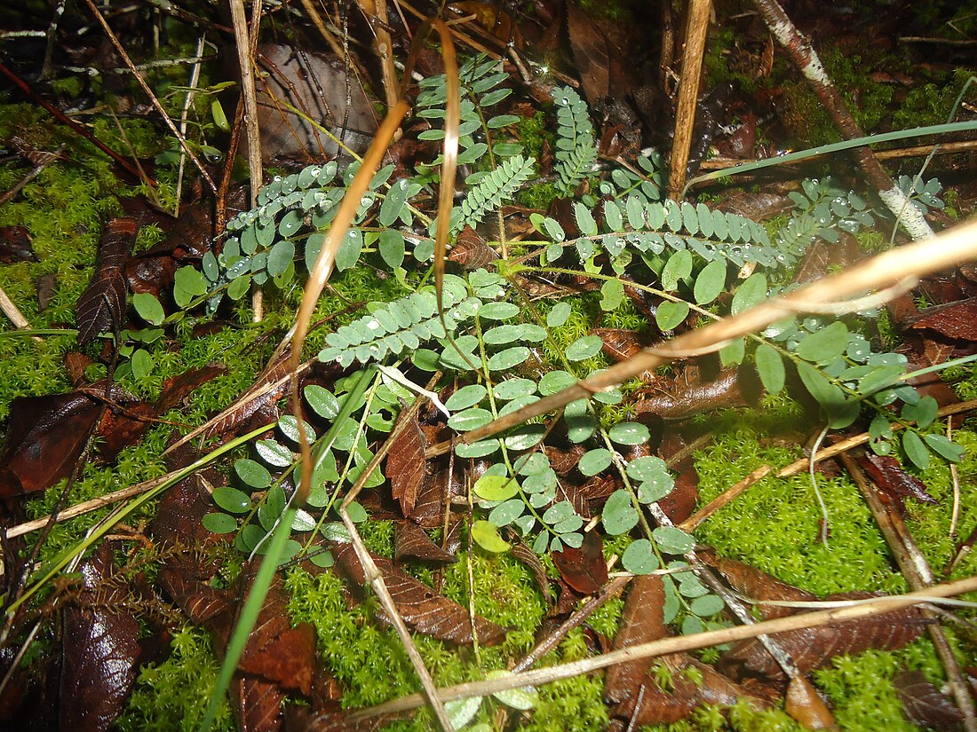 Astragalus tennesseensis