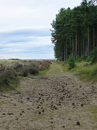 <span class="mw-page-title-main">Tentsmuir Forest</span> Forest in north east Fife, Scotland, UK