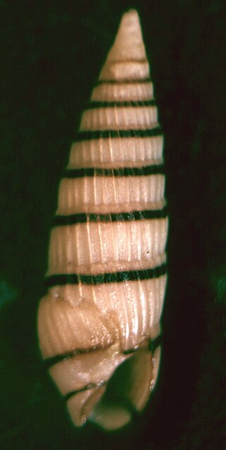 <i>Myurella pygmaea</i> Species of gastropod