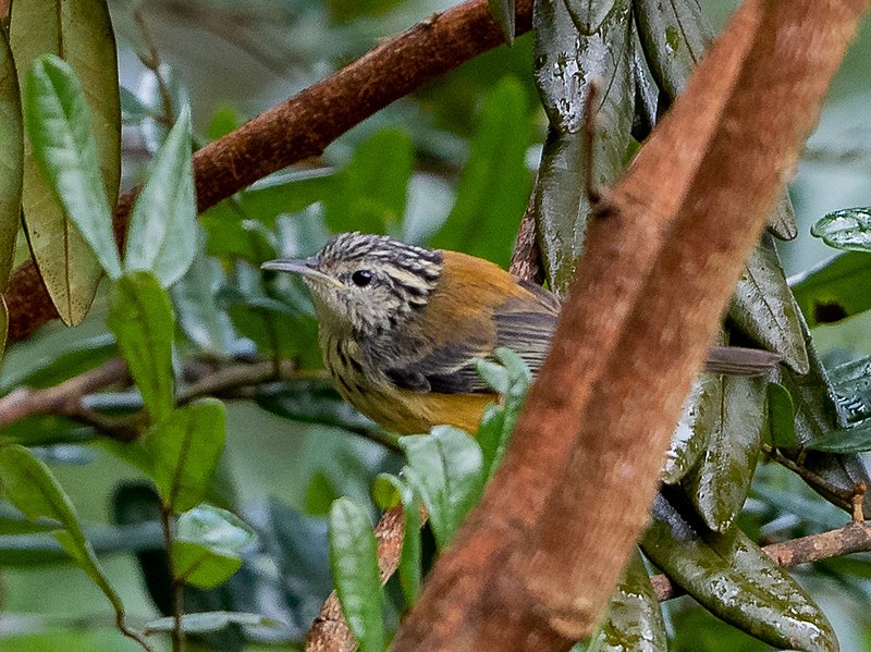 File:Terenura sicki Orange-bellied Antwren (female); Pedra d'Antas reserve, Lagoa dos Gatos, Pernambuco, Brazil.jpg