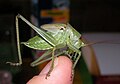 Tettigonia viridissima