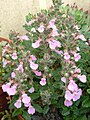 Teucrium chamaedrys 'Rosea'