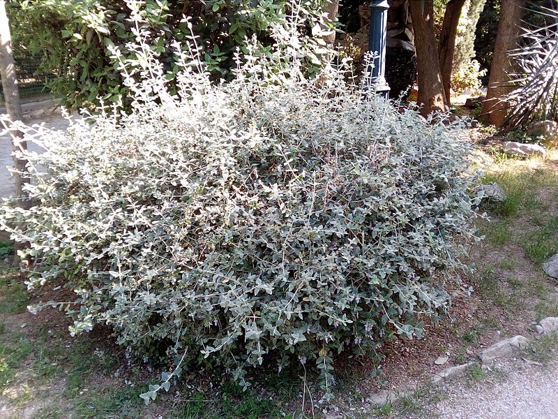 File:Teucrium fruticans - Τεύκριο 02.jpg