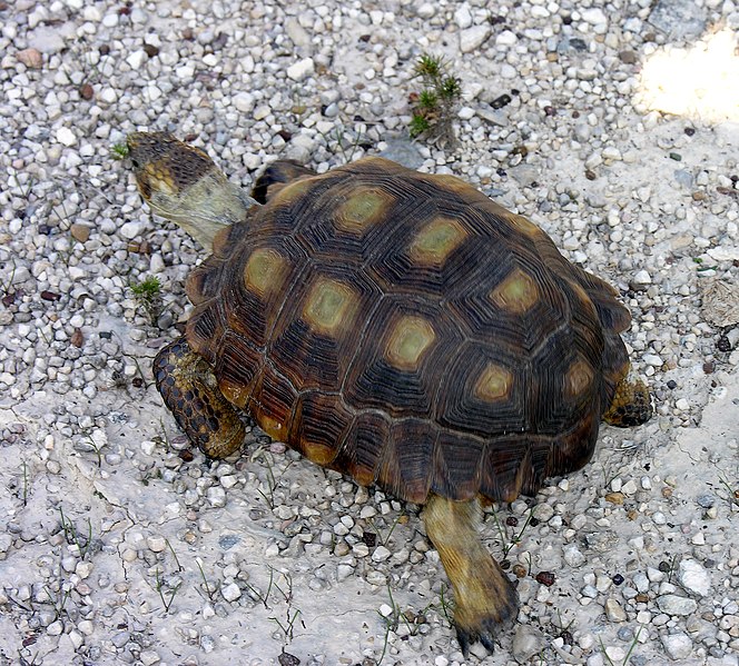 File:Texas Tortoise (Gopherus berlandieri) (57391708).jpg