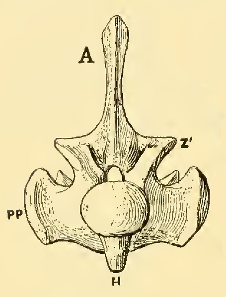 File:The Osteology of the Reptiles-130 ukjhgbv ioujhkjh ghy.png