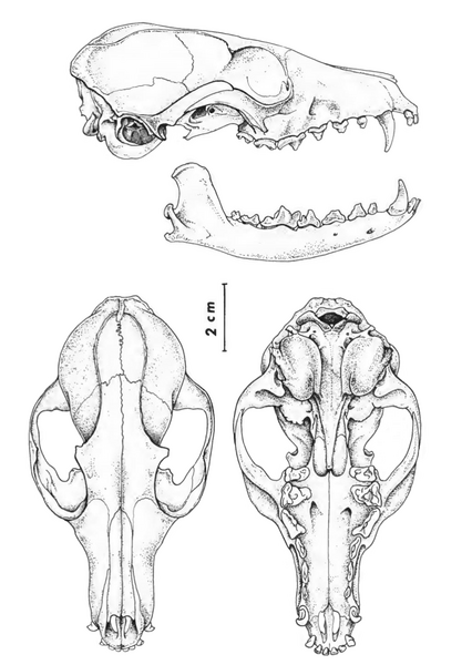 File:The contemporary land mammals of Egypt (including Sinai) (1980) Fig. 117.png