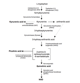 Tryptofaan: Biochemie en synthese, Voorkomen in voedsel, Functies