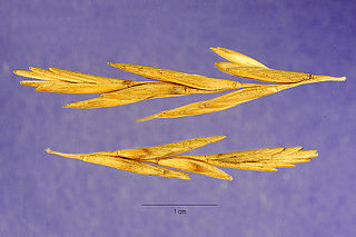 <i>Thinopyrum</i> Genus of grasses