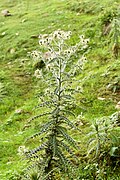 Cirsium wallichii