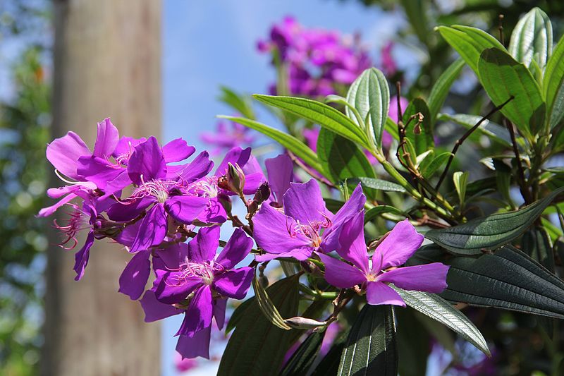 File:Tibouchina Granulosa (Purple Glory Tree) (28893653625).jpg