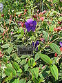 Tibouchina semidecandra 3.jpg