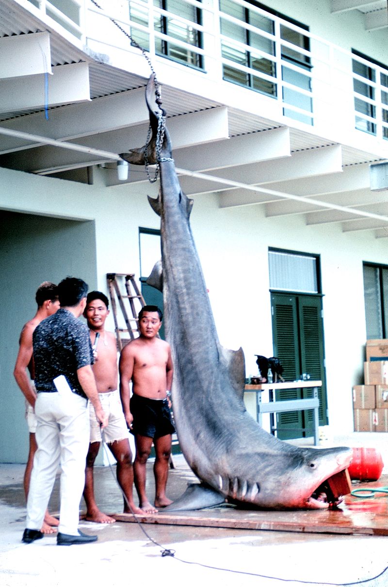 Say hello to Kamakai, the world's biggest tiger shark - ABC News