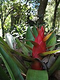 Miniatura para Tillandsia imperialis