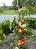 Vorschaubild für Liste der Tomatensorten/N