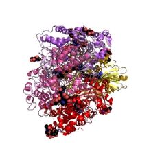 Modèle tridimensionnel de l'enzyme