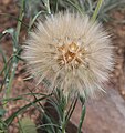 Seedhead of goatsbeard (Tragopogon dubius)