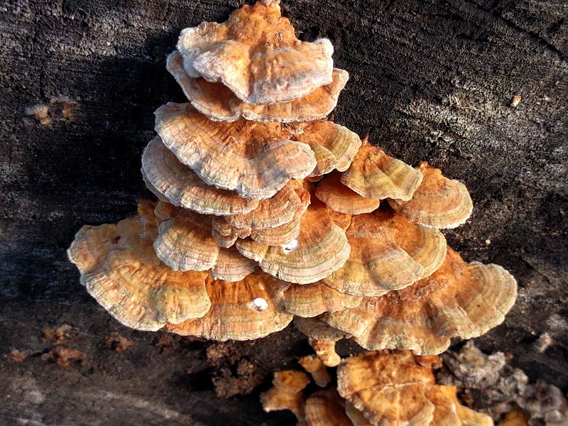 File:Trametes ochracea 110039855.jpg