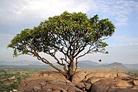 Tirumalai (Tamil Nadu)