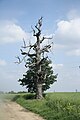 Čeština: Strom u Ratibořic, okr. Třebíč. English: Tree near Ratibořice, Třebíč District.