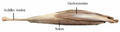 Triceps surae - Lateral sagittal view.png