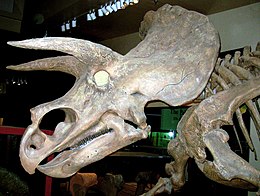 Triceratopa skeleto ĉe la Muzeo Smithsonia de Naturhistorio