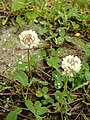 Trifolium repens Trevo branco