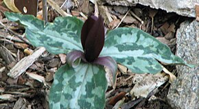 Beschrijving van de Trillium underwoodii.jpg afbeelding.