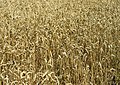 * Nomination Triticum aestivum - Wheat field in Holland. -- Lycaon 12:56, 16 July 2008 (UTC) * Decline In this one too much detail is lost in the highlights. --Dschwen 00:11, 19 July 2008 (UTC)