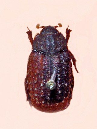 <i>Trox hispidus</i> Species of beetle