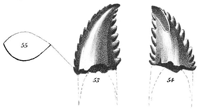 1860 illustration of the T. formosus holotype tooth