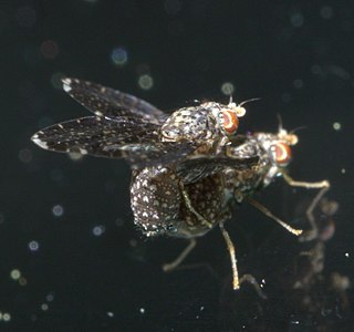 <i>Trypetisoma</i> Genus of flies