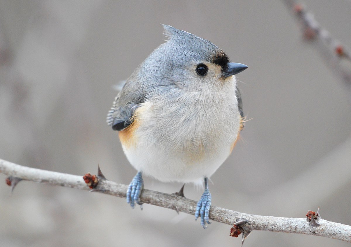 File:Tufted Titmouse (196115473).jpeg - Wikimedia Commons